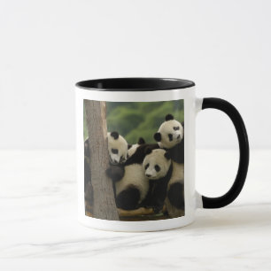 Mug Bébés panda géant Ailuropoda melanoleuca)
