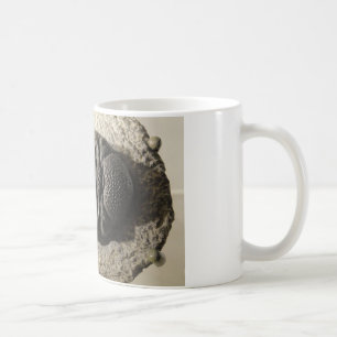 Mug Belle photo de fossile de trilobite de Phacops