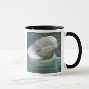 Mug Béluga, Delphinapterus leucas)