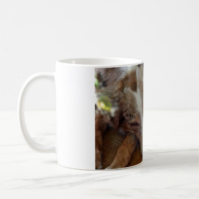 Mug berger australien rouge merle dormir (Gauche)