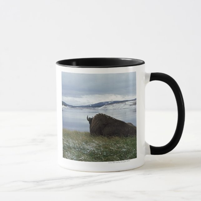 Mug Bison se reposant par la rivière Yellowstone avec (Droite)