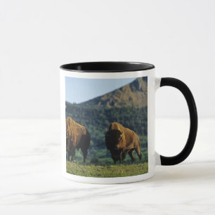 Mug Bisons mâles au parc national des lacs Waterton