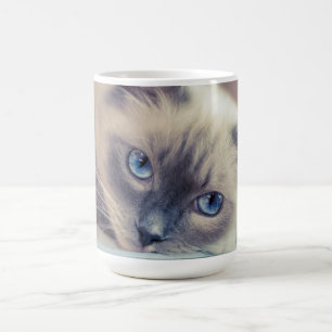 Mug Bleu Eyed Ragdoll  Chat