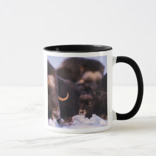 Mug bœuf musqué, Ovibos moschatus, vache avec nouveau-