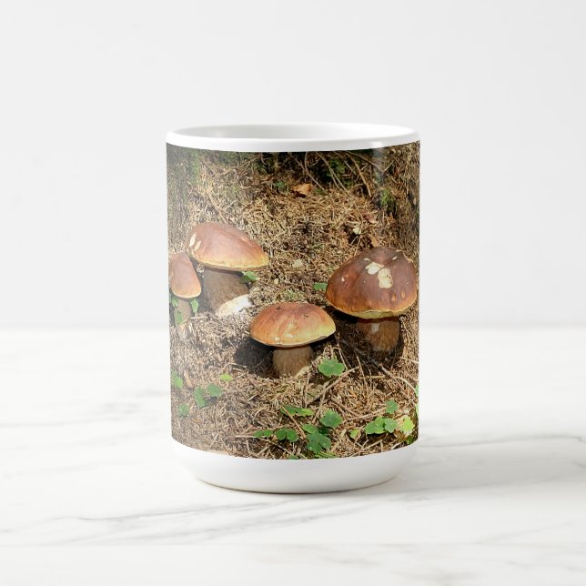 Mug boletus (Centre)