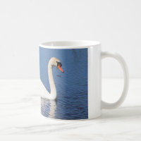 Bouteille de cygne