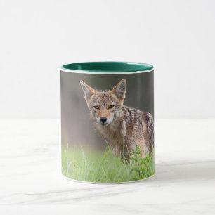Mug Brown Coyote, Canadian Animal Photography