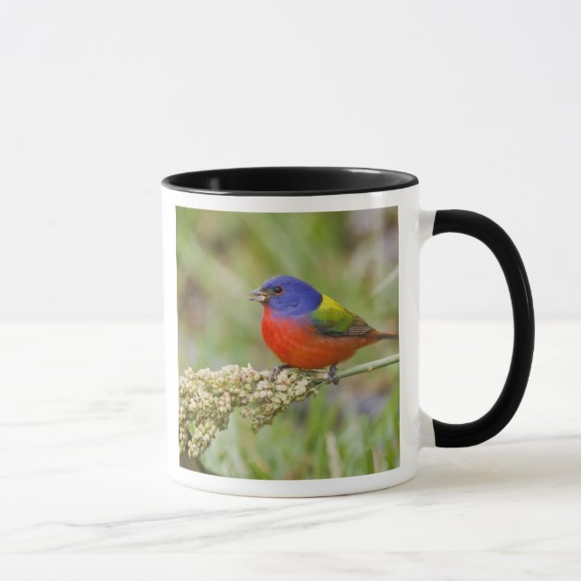 Mug Bruant à tête noire (Passerina ciris) mâle en trai (Droite)