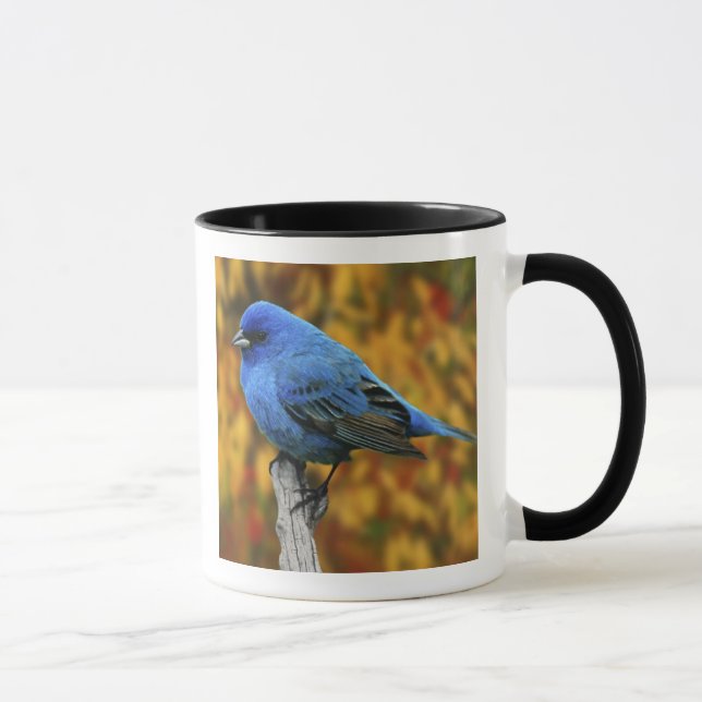Mug Bruant indigo mâle, Passerina cyanea (Droite)