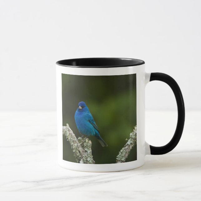 Mug Bruant indigo, Passerina cyanea, Côtiers (Droite)