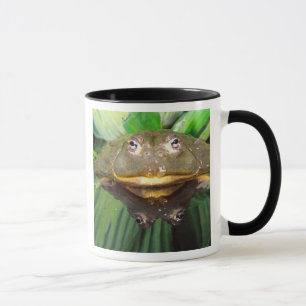 Mug Bullfrog, Pyxicephalus 2