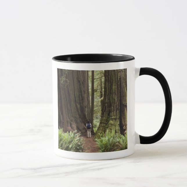 Mug CA, Jedediah Smith Redwoods State Park, (Droite)