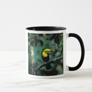 Mug CA, Panama, Parc national de Souveraineté, Toucan