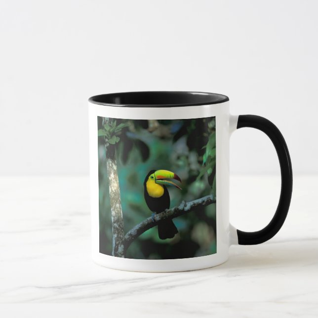 Mug CA, Panama, Soberania NP, Keel-Billed Tuccan (Droite)