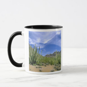 Mug Cactus du désert à Organ Pipe National Monument,