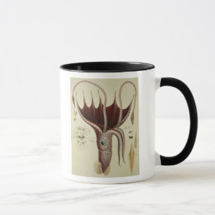 Mug Calmar, Pl.2 de 'Histoire Naturelle