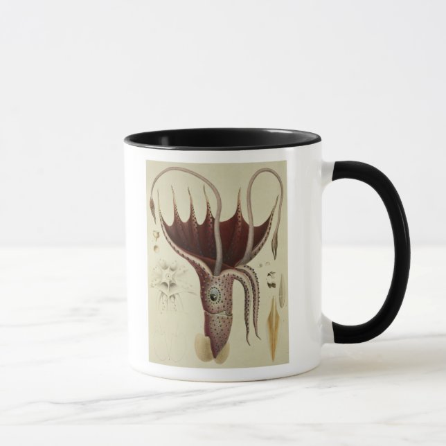 Mug Calmar, Pl.2 de 'Histoire Naturelle (Droite)