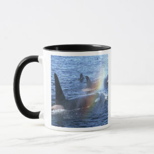 Mug Canada, Colombie-Britannique, détroit de Johnstone