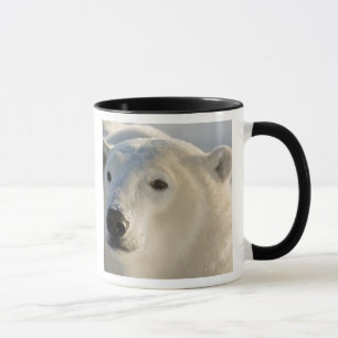 Mug Canada, Manitoba, baie d'Hudson Ours polaire