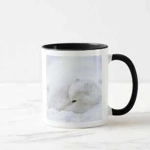 Mug Canada, Manitoba, Churchill. Renard Arctique
