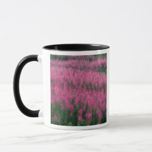 Mug Canada, Québec, Gaspe. Fleurs de Lythrum violet,