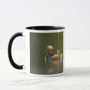 Mug Canard mandarin sauvage (Aix galericulata) sur fon