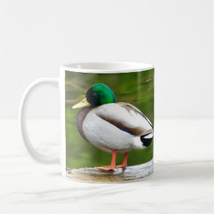 Mug Canard sur un rocher