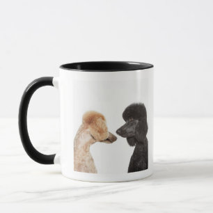 Mug Caniches s'examinant