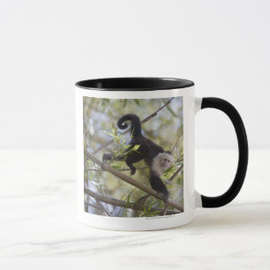 Mug Capucin au visage pâle, Guanacaste, Costa Rica