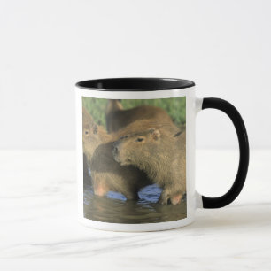 Mug Capybara, Hydrochaeris hydrochaeris), monde