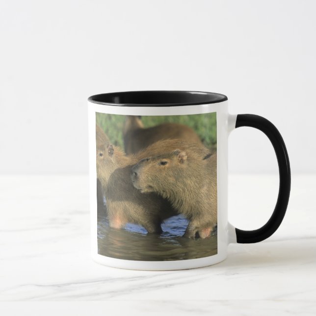 Mug Capybara, Hydrochaeris hydrochaeris), monde (Droite)