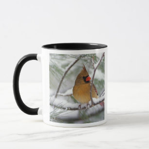 Mug Cardinal du Nord femelle dans un pin enneigé,