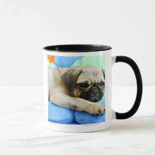 Mug Carlin s'étendant sur des coussins