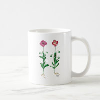 Carnation italienne 3