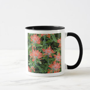 Mug Castilleja des Indiens sauvages dans les Many