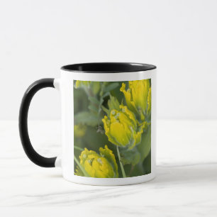 Mug Castilléjie dorée indienne