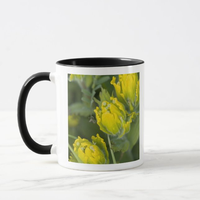 Mug Castilléjie dorée indienne (Gauche)