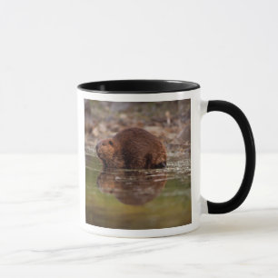 Mug castor, Castor canadensis, va nager