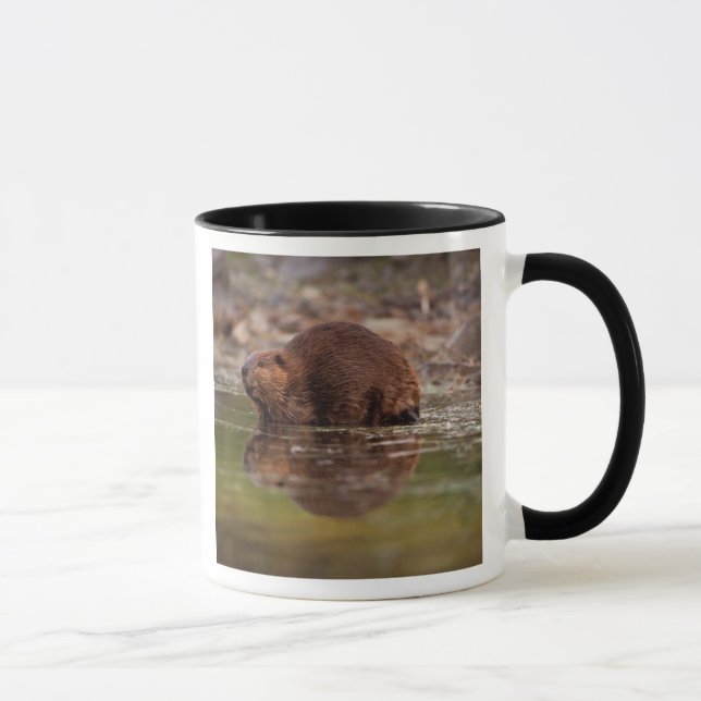 Mug castor, Castor canadensis, va nager (Droite)