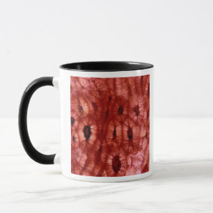 Mug Cellules de Sclerenchyma d'un puits de cerise