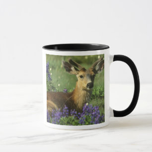 Mug Cerf à queue noire, Odocoileus hemionus