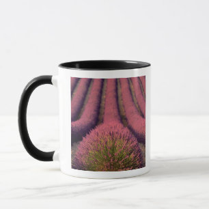 Mug Champ de lavande en Haute Provence, France 2