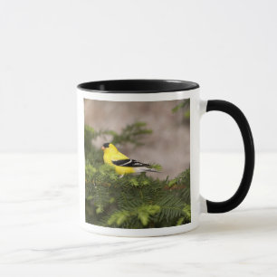 Mug Chardonneret jaune mâle dans un arbre