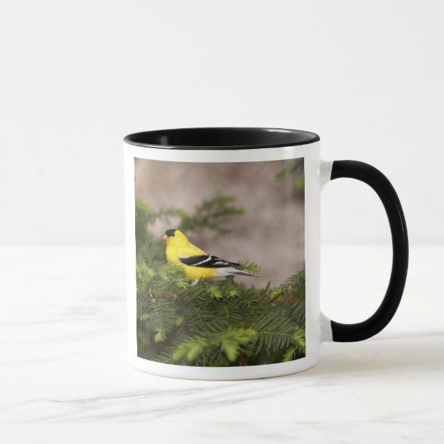 Mug Chardonneret jaune mâle dans un arbre (Droite)