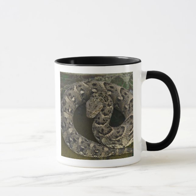 Mug Charmeur de serpents Puff-adder africain Bitis (Droite)