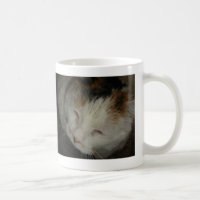 Chat calicot endormi