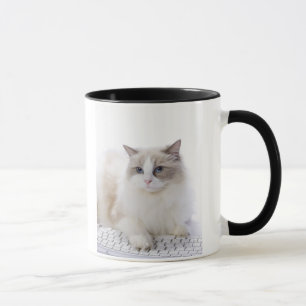 Mug Chat de Ragdoll sur le clavier d'ordinateur