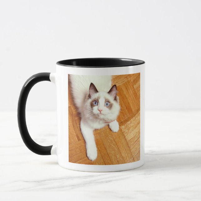 Mug Chat de Ragdoll sur le plancher, vue élevée (Gauche)