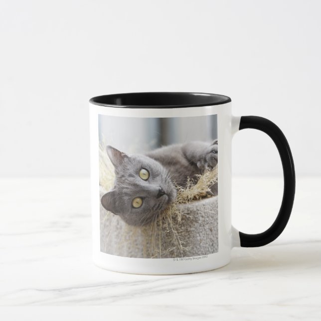 Mug Chat gris se situant dans le pot, Olargues, (Droite)
