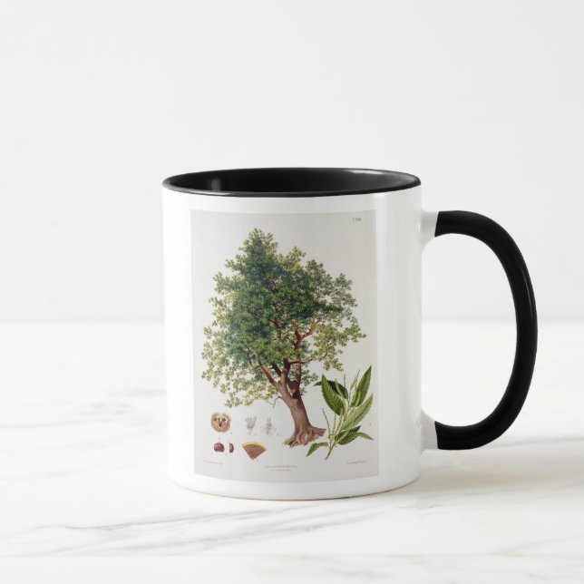 Mug Châtaigne douce, gravée par A. Haase (litho de (Droite)